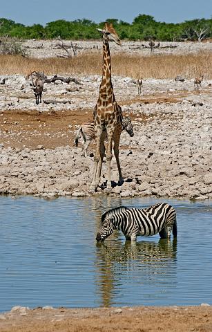 232 Etosha NP, giraf en zebra.JPG